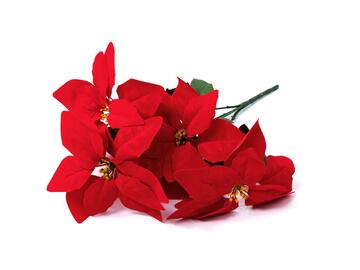 Poinsettia 5 fiori, 45 cm - Marino fa Mercato