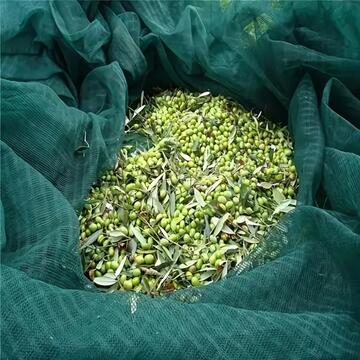 Telo Rete Raccolta Olive Antispina 8x8 mt - Angoli... - Marino fa Mercato