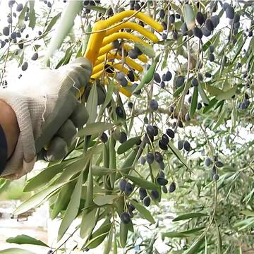 Rastrellino/Manina per Raccolta Olive - Pettine a 9... - Marino fa Mercato